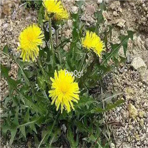 19usd Ngryise 9000Pcs A Set  Taraxacum dissectum seed