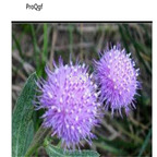 19usd Ngryise 9000Pcs A Set  Taraxacum lilacinum seed