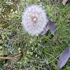 19usd ngryise 9000pcs Taraxacum ecornutum seed