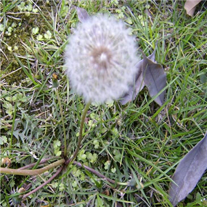 19usd ngryise 9000pcs Taraxacum ecornutum seed