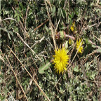 19usd ngryise 9000pcs Taraxacum variegatum  seed