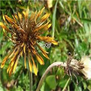 19usd Ngryise 9000Pcs A Set  Taraxacum nutans  seed