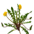 19usd ngryise 6000pcs Taraxacum pseudoroseum  seed