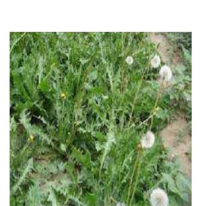 19usd ngryise 9000pcs Taraxacum centrasiaticum seed