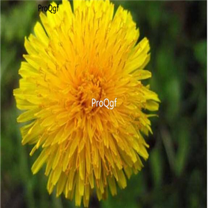 19usd ngryise 9000pcs Taraxacum sinicum seed