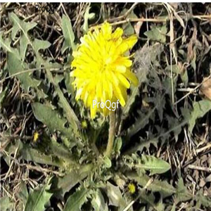 19usd ngryise 9000pcs  Taraxacum grypodon seed