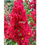 19usd Ngryise 8000Pcs A Set Lagerstroemia indica Red Rocket seed