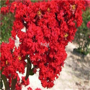 19usd Ngryise 8000Pcs A Set Lagerstroemia indica Red Rocket seed