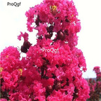 19usd  Ngryise 8000Pcs A Set   American Lagerstroemia indica Pink Velour  seed