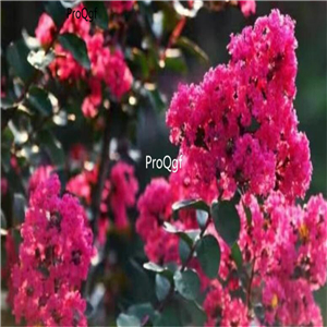 19usd ngryise 9000pcs Lagerstroemia velvet series seed