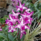 19usd Ngryise 3Pcs A Set   perfume Dendrobium plant