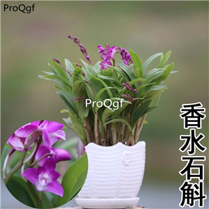 19usd Ngryise 3Pcs A Set   perfume Dendrobium plant