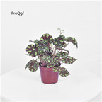 18usd Ngryise 1Pcs A Set Begonia grandis miaohua yinhe huban hongxin