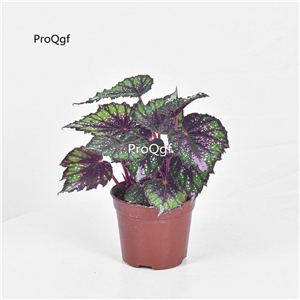 18usd Ngryise 1Pcs A Set Begonia grandis miaohua yinhe huban hongxin