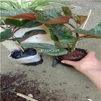 18usd Ngryise 1Pcs A Set Begonia maculata Raddi plant