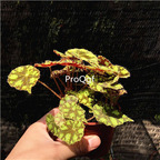 19usd Ngryise 1Pcs A Set Begonia grandis huban plant