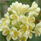 19USD Ngryise 500Pcs A Set Osmanthus fragrans SEED