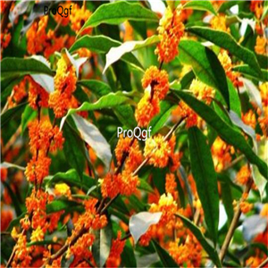 19USD Ngryise 500Pcs A Set Osmanthus fragrans SEED