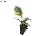 19usd Ngryise 3Pcs A Set Ficus binnendijkii var.variegata plant