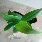 29usd Ngryise 3Pcs A Set Medinilla magnifica plant