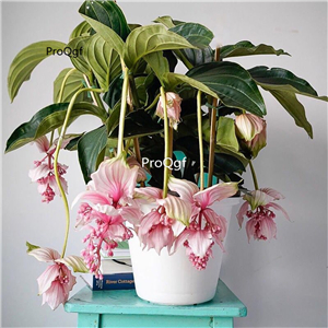 29usd Ngryise 3Pcs A Set Medinilla magnifica plant
