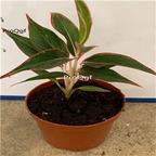 29usd Ngryise 3Pcs A Set Calathea red wannianhong plant