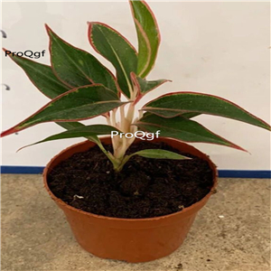 29usd Ngryise 3Pcs A Set Calathea red wannianhong plant