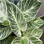 29usd Ngryise 3Pcs A Set Calathea bojinzuan plant