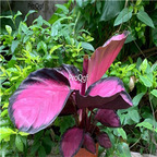 29usd Ngryise 3Pcs A Set Calathea roseopicta plant