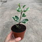 29usd Ngryise 2Pcs A Set  Ficus rumphii plant