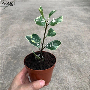 29usd Ngryise 2Pcs A Set  Ficus rumphii plant