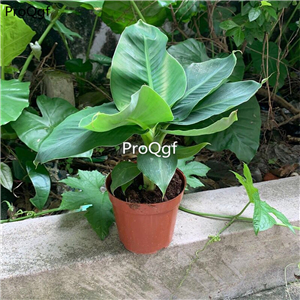 29usd Ngryise 1Pcs A Set banana tree plant