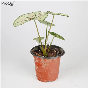29usd Ngryise 1 Set Caladium bicolor plant