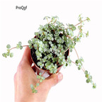 29usd Ngryise 3Pcs A Set Pilea notata plant