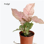 29USD PLANT Ngryise 2Pcs A Set Syngonium podophyllum Neon Robusta
