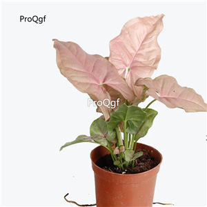 29USD PLANT Ngryise 2Pcs A Set Syngonium podophyllum Neon Robusta