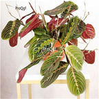 59usd Ngryise 1Pcs A Set  MARANTA LEUCONEUR Plant