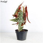 59usd Ngryise 1Pcs A Set zunyu Begonia grandis plant