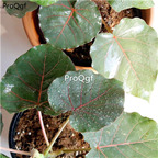 69usd Ngryise 1Pcs A Set  Ficus petiolaris