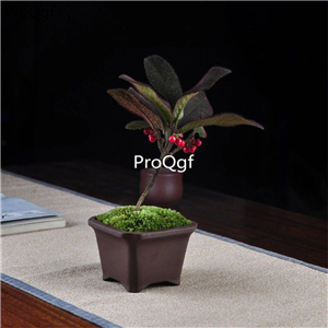 29usd Ngryise 2Pcs A Set Ardisia mamillata plant