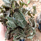 29usd ngryise 2pcs Anoectochilus roxburghii plant