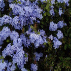 19usd Ngryise 500Pcs A Set Ceratostigma plumbaginoides  seed
