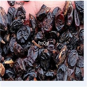 19usd Ngryise 500Pcs A Set Ceratostigma plumbaginoides  seed