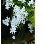 19usd Ngryise 500Pcs A Set  white lace flower  seed
