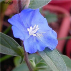 19usd Ngryise 500Pcs A Set Tweedia caerulea zhenzhumei seed