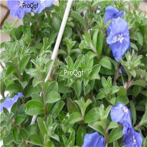 19usd Ngryise 500Pcs A Set Tweedia caerulea zhenzhumei seed