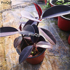 29usd Ngryise 1Pcs A Set   Ficus elastica Roxb heijingang plant