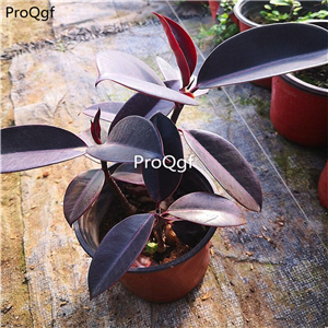 29usd Ngryise 1Pcs A Set   Ficus elastica Roxb heijingang plant