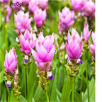 29usd Ngryise 3Pcs A Set Curcuma alismatifolia bulb
