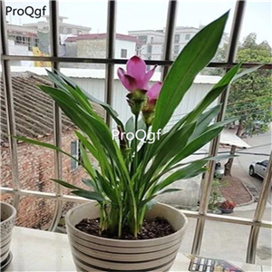 29usd Ngryise 3Pcs A Set Curcuma alismatifolia bulb